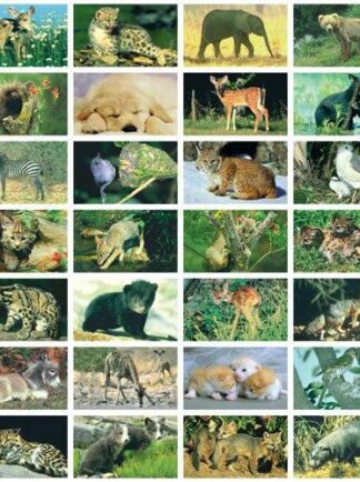 Stickers serie 108 - baby dieren