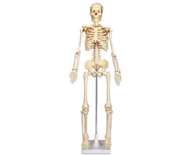 skelet biologie