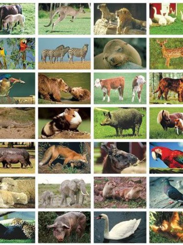 Stickers serie 42 – Verschillende dieren foto 1