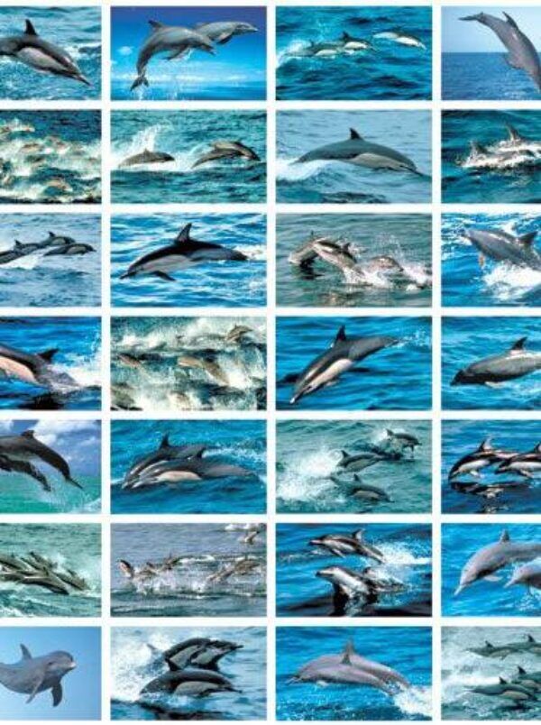 Stickers serie 135 – Dolfijnen