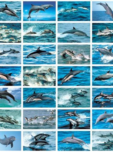 Stickers serie 135 - Dolfijnen
