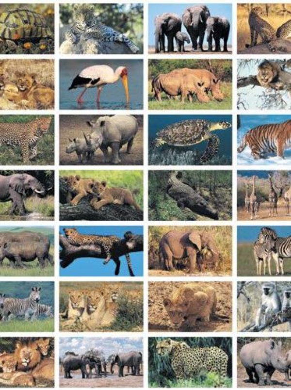 Stickers serie 140 – Wilde dieren foto 1