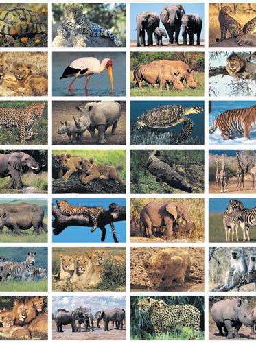 Stickers serie 140 - Wilde dieren