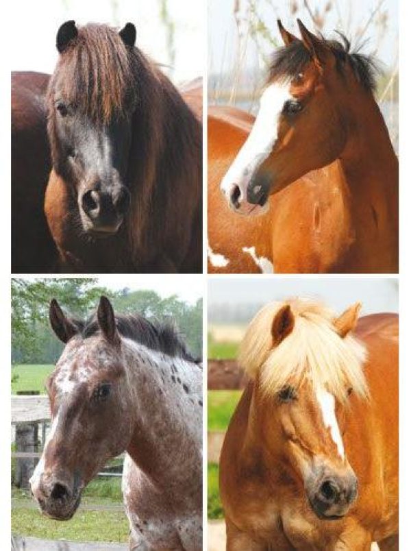 Ansichtkaarten serie 4451 – paarden foto 1