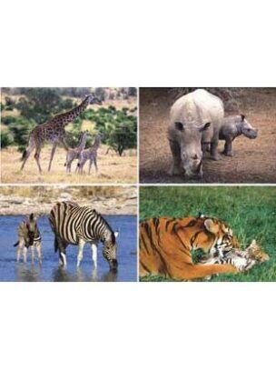 Reuze wenskaart serie 12085 – wilde dieren