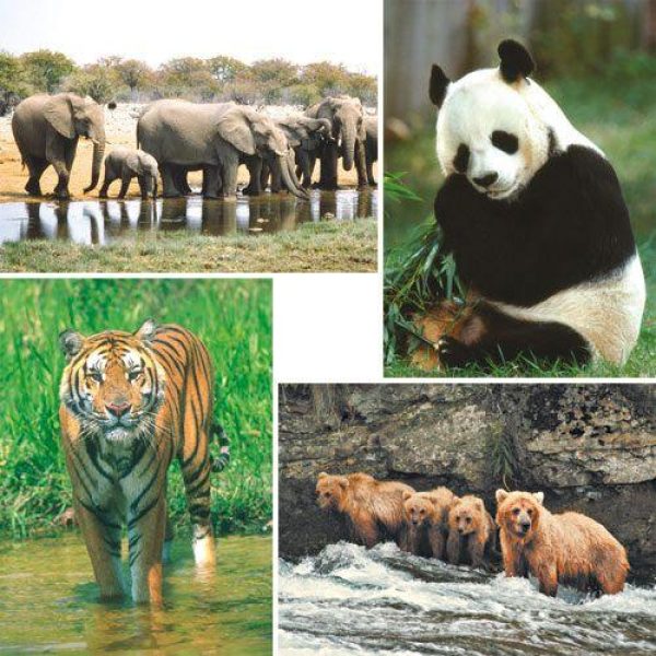 Grote kaarten serie 927 – wilde dieren foto 1