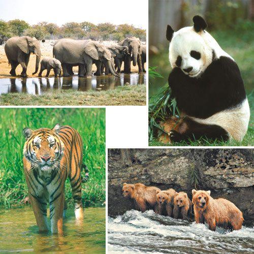 Grote kaarten serie 927 - wilde dieren