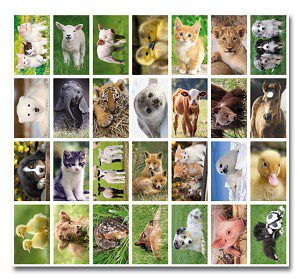 stickers baby dieren stickers