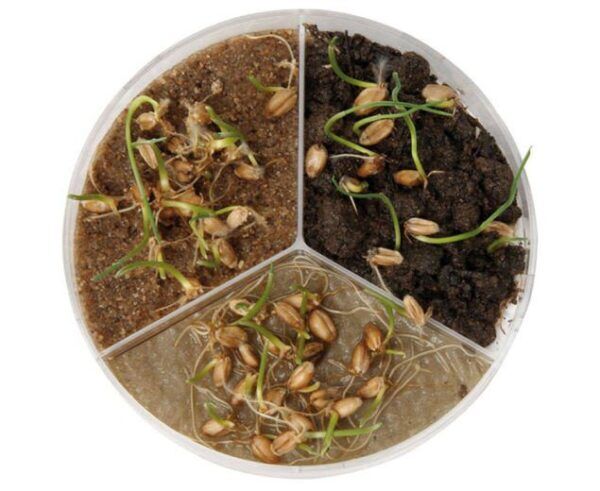 Petrischaaltjes met 3 vakjes en deksel – 3 stuks