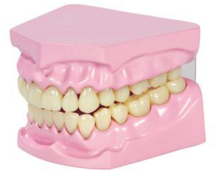Gebit Kauw- en tandmodel foto 2