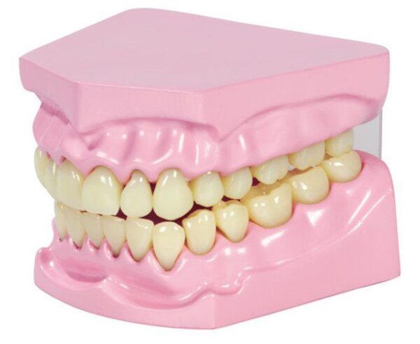 Gebit Kauw- en tandmodel