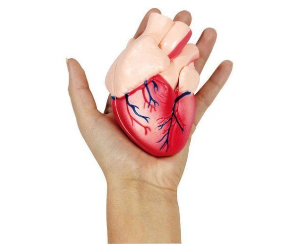 Klein hartmodel foto 2