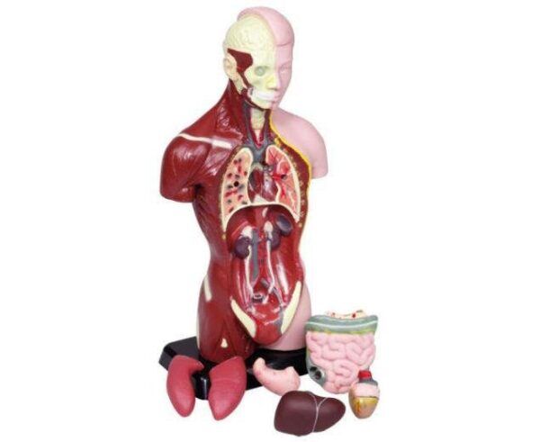 Mini Studenten Torso – 27 cm hoog