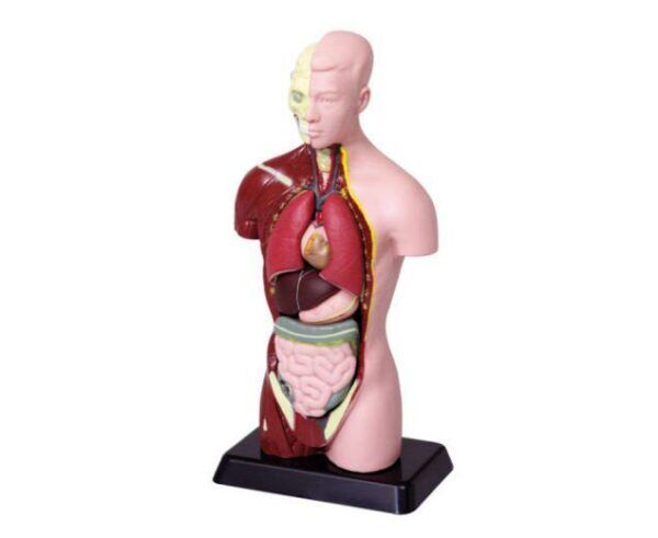Mini Studenten Torso – 27 cm hoog