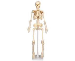 Klein Skelet – 80 cm