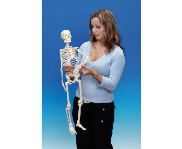 Klein Skelet – 80 cm foto 2