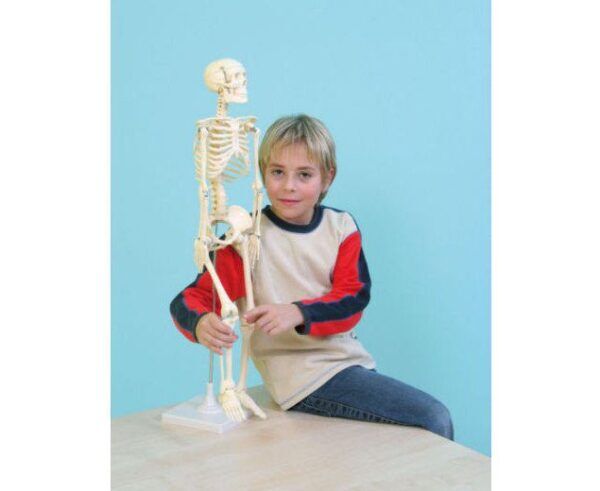 Klein Skelet – 80 cm