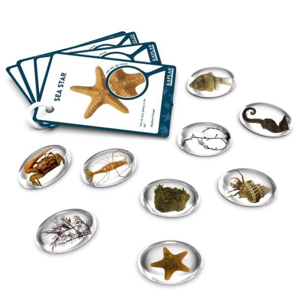 Guidecraft Proefmonster Stenen: Zeewezens