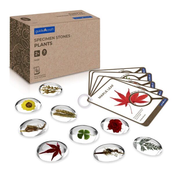 Guidecraft Proefmonster Stenen: Planten