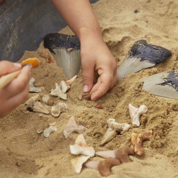 Guidecraft Super Haaientanden Set – 40 stuks