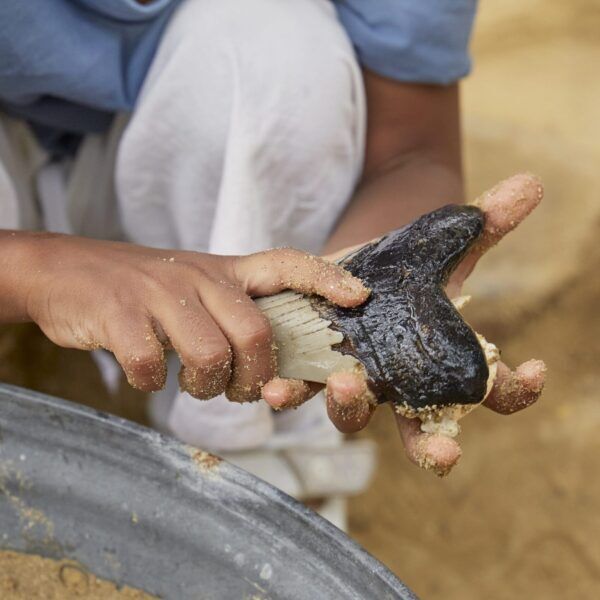 Guidecraft Super Haaientanden Set – 40 stuks