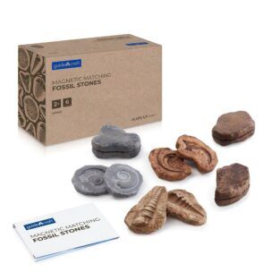 Guidecraft Magnetische Fossielen Set – 6 Stuks