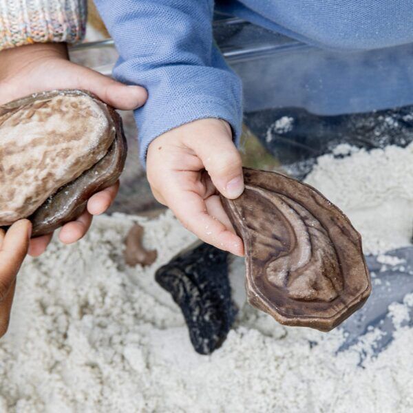 Guidecraft Magnetische Fossielen Set – 6 Stuks