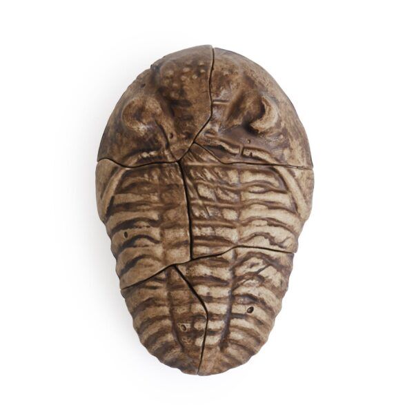 Guidecraft Magnetische Fossielen 3D Puzzel – Trilobiet