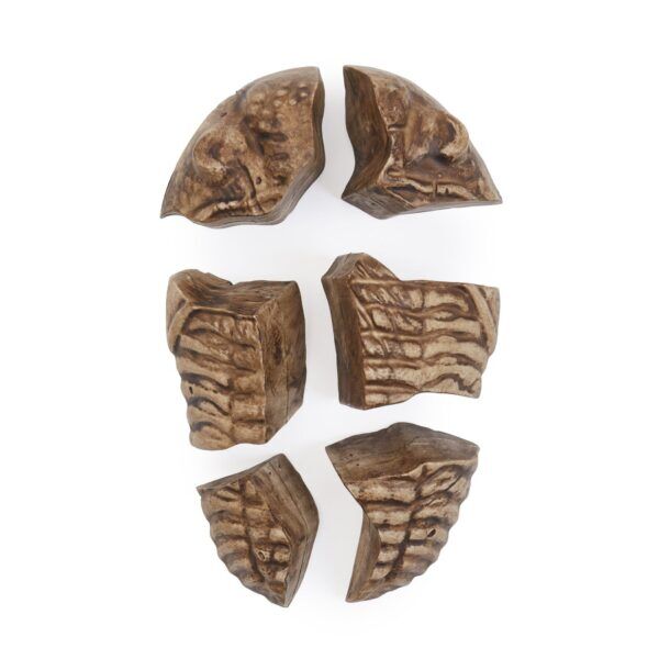 Guidecraft Magnetische Fossielen 3D Puzzel – Trilobiet